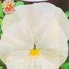 Цветы Виола Белая Леди 0,1г А