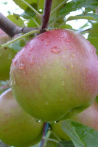 Яблоня Лучезарное 3-хлетка