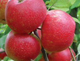 Яблоня  Хани Крисп