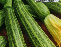 Кабачок Цуккини Зебра 2г А