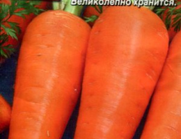Морковь Шантенэ 2461 2г А