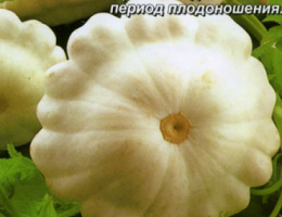 Патиссон Чебурашка 1г А
