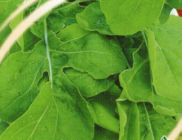 Руккола Покер (Индау Культурная) 1г Г