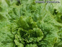 Салат Витаминный Лист. 0,5г А