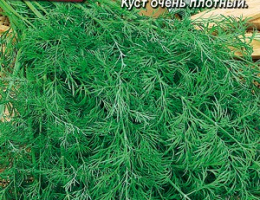 Укроп Ёлочка Кустовой 3г А