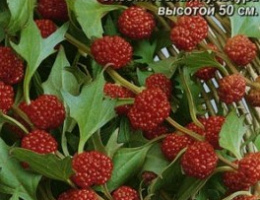 Шпинат Земляничный 0,05г А