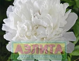 Пион Белый Журавль травянистый