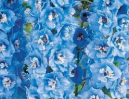 Цветы Дельфиниум Роксолана 0,1г Г