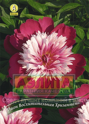 Пион Восхитительная Хризантема травянистый