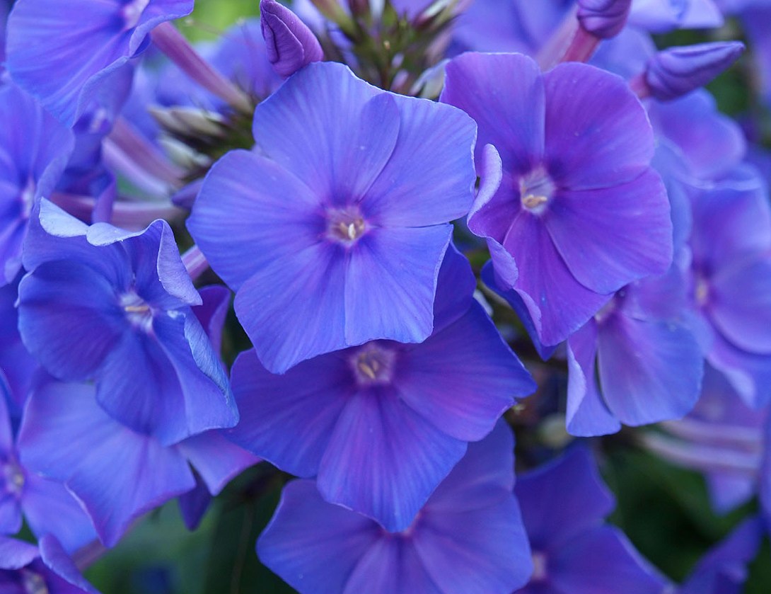 Флокс blue boy фото и описание