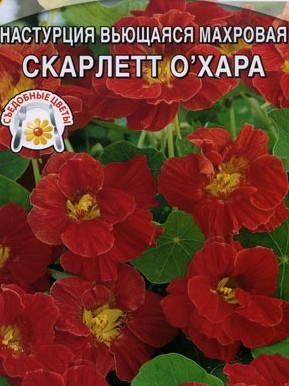 Цветы Настурция Скарлет О
